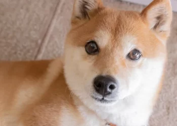 shiba inu kutya elemzés kriptovaluta