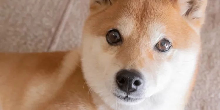 shiba inu kutya elemzés kriptovaluta