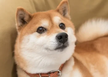 dogecoin árfolyam emelkedés és DOGE kriptovaluta hírek